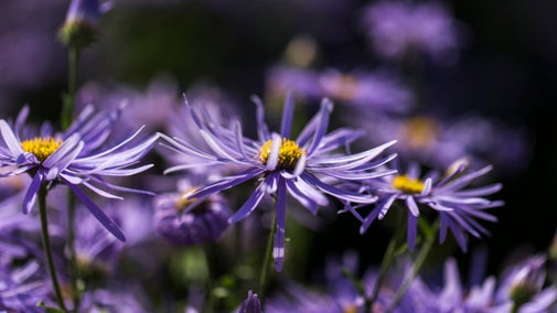 Close up of National Collection of Asters Upton House and Gardens, Warwickshire, flowering in a bright shade of purple.